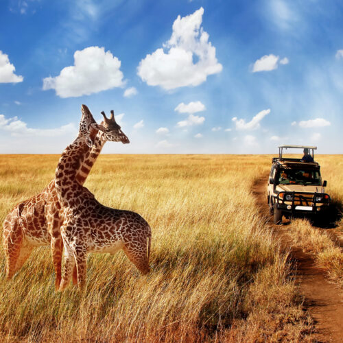 Group of wild giraffes in african savannah against blue sky with clouds near the road. Tanzania. National park Serengeti.