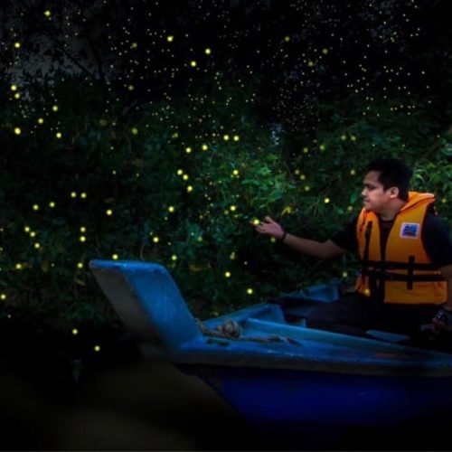Kampung_Kuantan_Fireflies_Park_Night_Tourism_Selangor