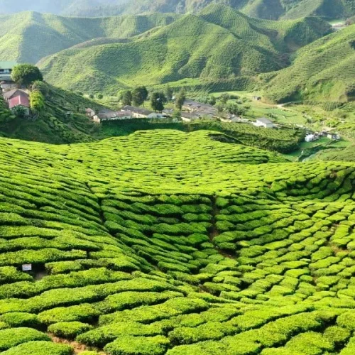 cameron-highlands-travel-guide-things-to-do-cameron-highlands-malaysia