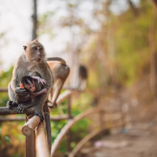 monkey-trail-ao-nang-krabi-1