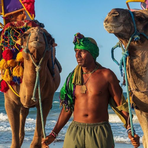 djerba-tunisia-amazigh-berber-camelos