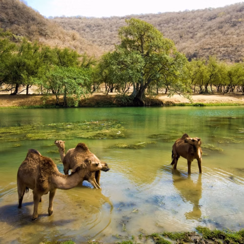 Salalah Salalah