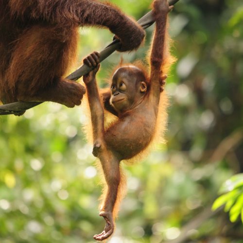 Orangutan_Playing_shutterstock_121340395 Orangutan_Playing_shutterstock_121340395