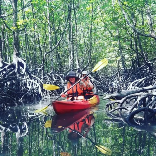 bf44b3d1-fc36-49c4-ac32-0c691327b741_full-day-kilim-mangrove-forest-kayaking-tour-from-langkawi-xlarge bf44b3d1-fc36-49c4-ac32-0c691327b741_full-day-kilim-mangrove-forest-kayaking-tour-from-langkawi-xlarge