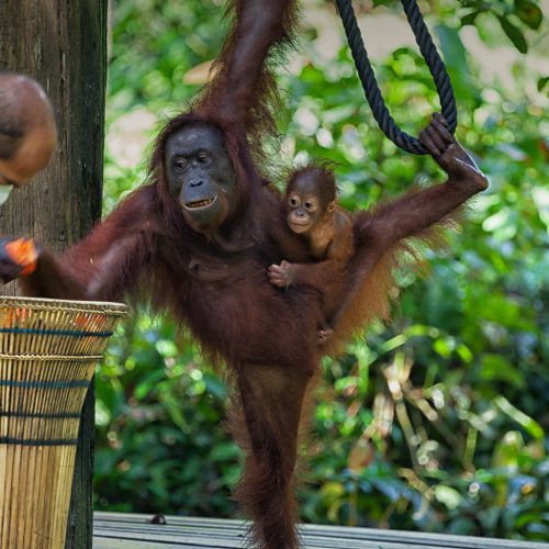 orangutan-and-baby-in-sepilok-malaysia orangutan-and-baby-in-sepilok-malaysia