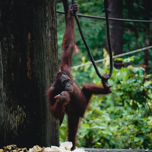 orangutan-portraits-from-sepilok-borneo-malaysia-v0-kq0euto0akde1
