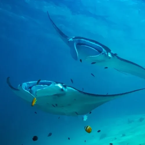 Manta-point-Makassar-Reef-KomodoLuxury