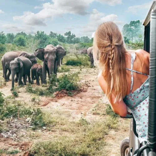 Yala-National-Park-Safari-Ticket-Price