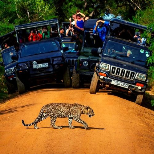 Yala-National-park