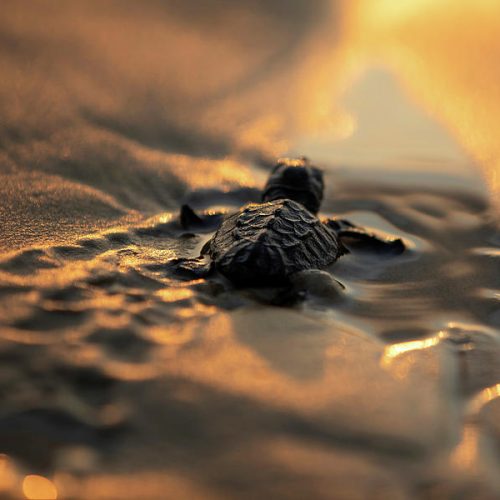 a-newly-hatched-baby-sea-turtle-makes-amir-cohen