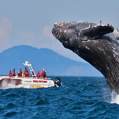 best-time-to-go-whale-watching-in-mirissa