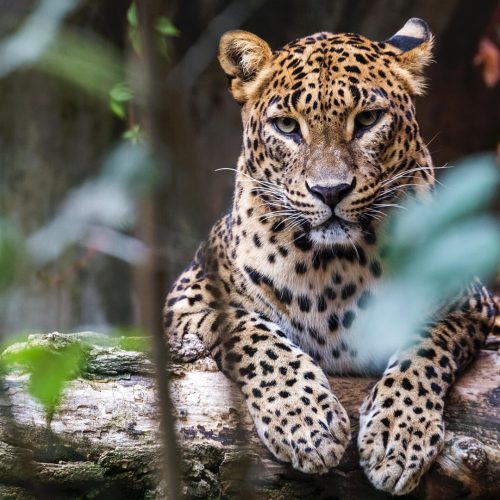 sri-lanka-leopard-asian
