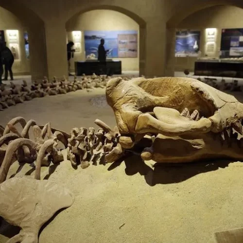 wadi-al-hitan-museum-32 wadi-al-hitan-museum-32