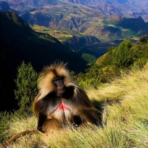 gelada-simien-mountains-ethiopia-1024x768