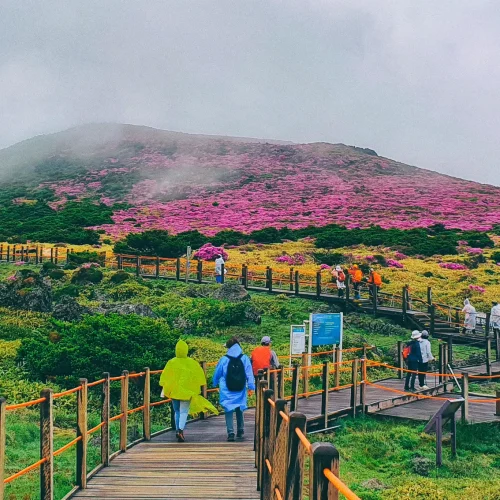 blog-jeju-island-korea-travel-guide-springtime-hiking blog-jeju-island-korea-travel-guide-springtime-hiking