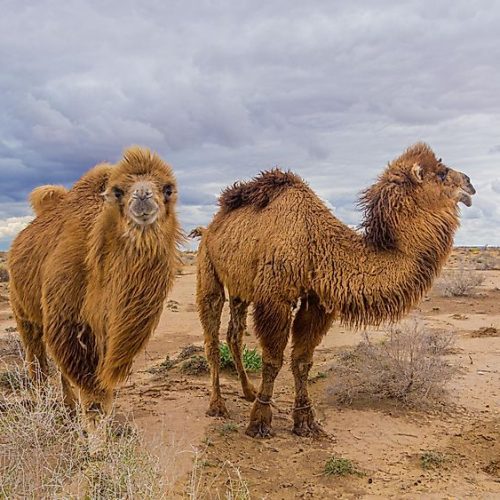 camels-kyzylkum-desert-uzbekistan-matyas-rehak camels-kyzylkum-desert-uzbekistan-matyas-rehak