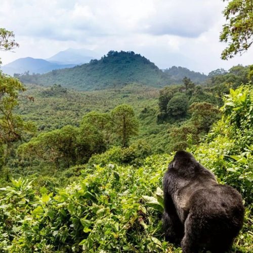 14. BWINDI 14. BWINDI