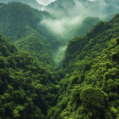 14. BWINDI forest 14. BWINDI forest