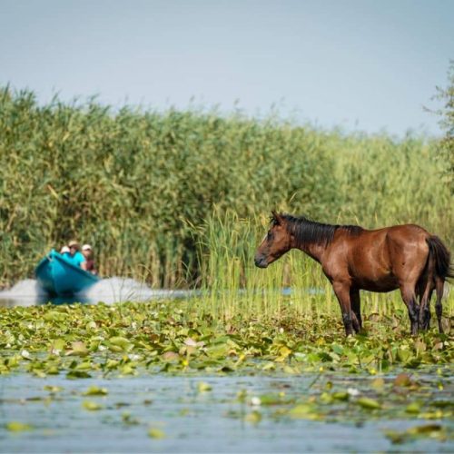 Barca-si-cal-salbatic-la-Letea-in-Delta-Dunarii-Romania